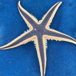 Meet your Posher, Deedee